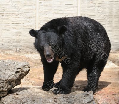 Bear