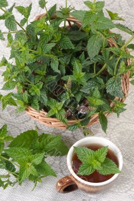 Mint (Mentha).