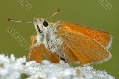 Butterfly Large Skipper (Ochlodes sylvanus).