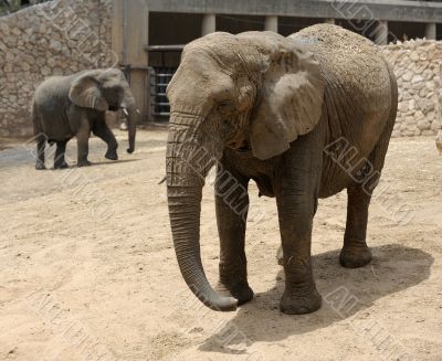 Elephant