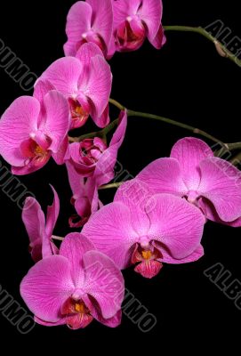 Orchids