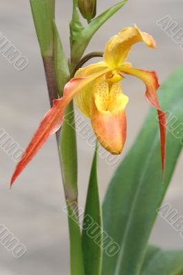 Tropical flowers