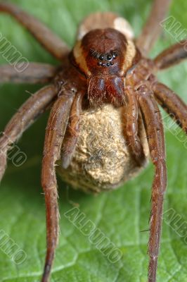 Spider with a cocoon.