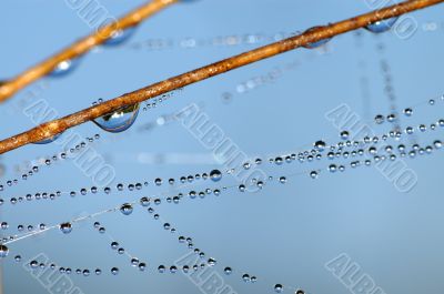 Drops on grass 