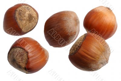 Hazelnuts, isolated