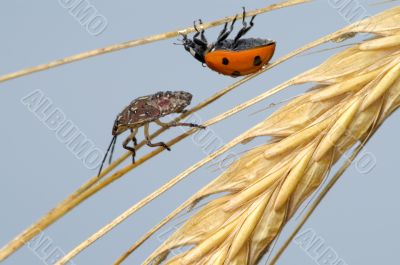 Ladybird and the bug in the ear