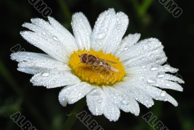 Fly on a flower among the drops of dew.