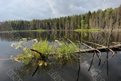 Lake in the forest