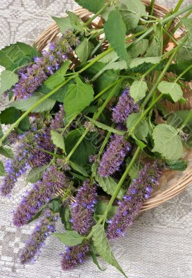 Korean Mint (Agastache rugosa).