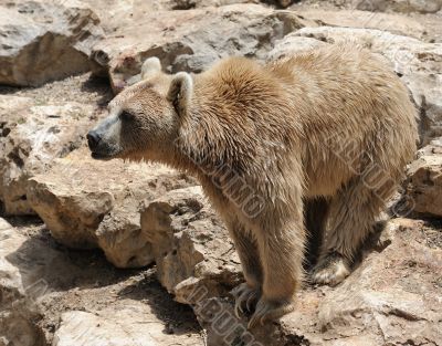 Syrian bear