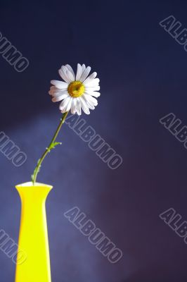 Oxeye Daisy In Vase