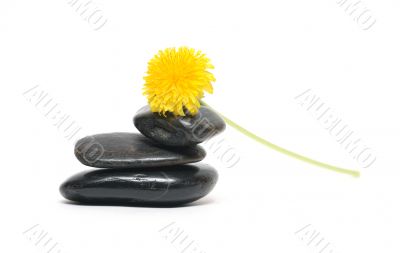 Dandelion On Stones