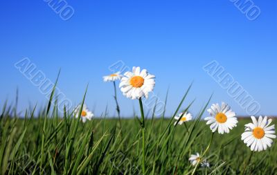 Ox-eye Daisy Flowers