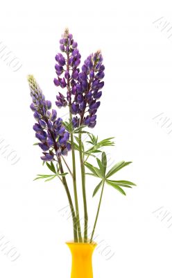 Lupin Flowers In Vase