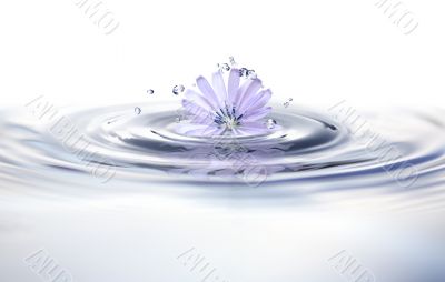 Flower In Water