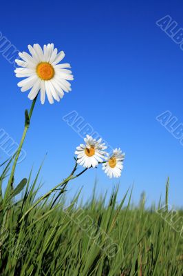 Ox-eye Daisy Flowers