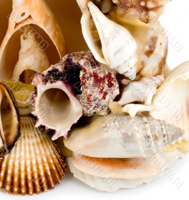 seashell