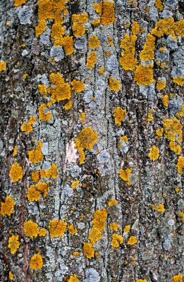 fungus