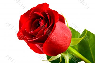 red roses