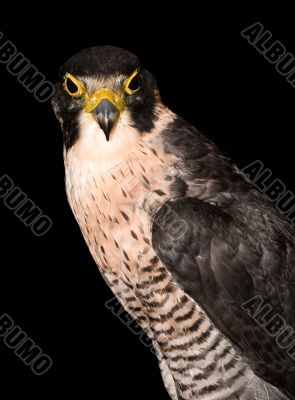 bird eaglet