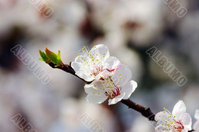 Spring apricot flower over pink background 
