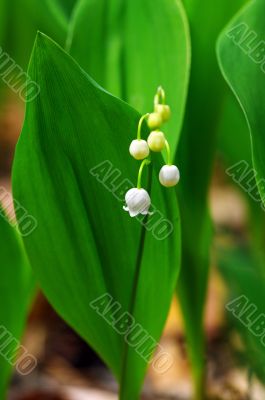 Lily-of-the-valley over natural background. Green forest with fl