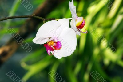 White orchid portrait on a green background
