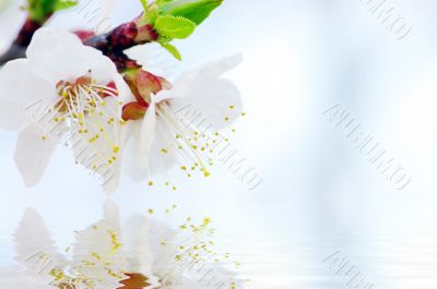 Cherry flowers background 