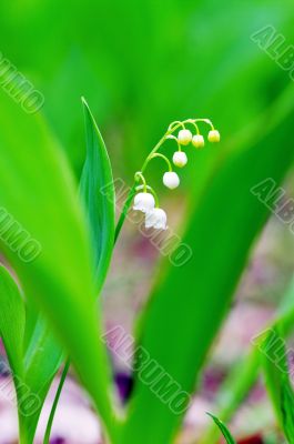 Lilly of the valley. DOF
