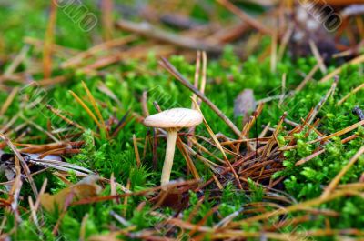 mushrooms growing in the forest 