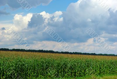 corn field over cloudy blue sky 