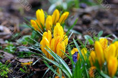 Yellow blooming crocus flowers in spring 