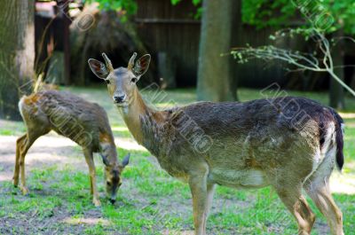 deer buck standing in an open field. 