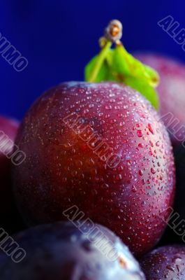 Plums. Fresh ripe washed plums close-up on a bluel gradient back