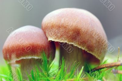 mushrooms growing in the forest 