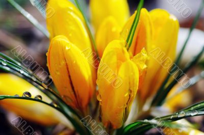 A bright yellow crocus flower in the spring sunshine 