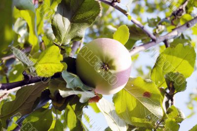 Red apples and leaves on blue sky 