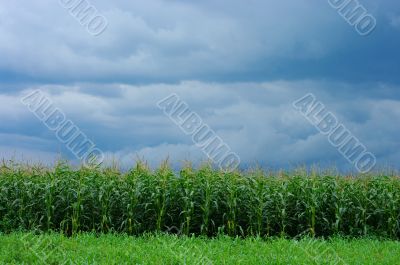 corn field over storm sky 