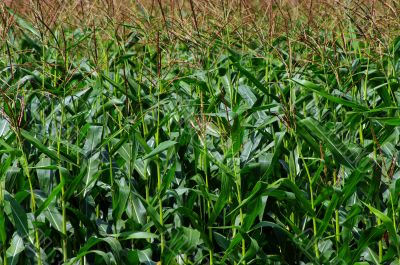 Green corn field.