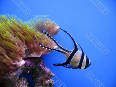 Tropical exotic fish