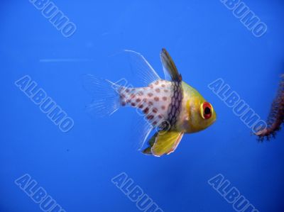 Tropical exotic fish