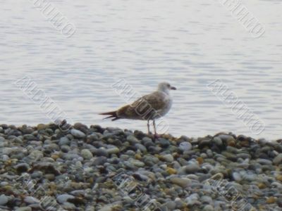Sea gulls on the seashore
