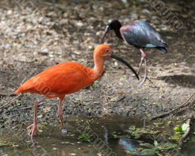 The Scarlet Ibis (Eudocimus ruber)