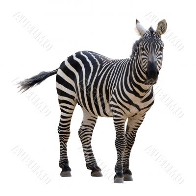 Zebra, isolated