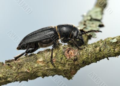 Longicorn beetle on a branch. 