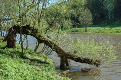 Tree over water