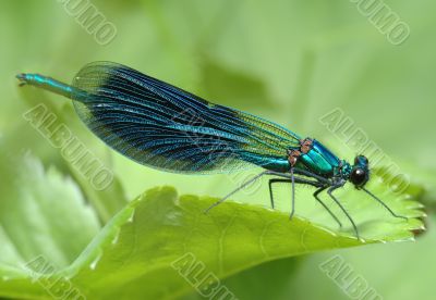 Dragonfly Calopteryx splendens 