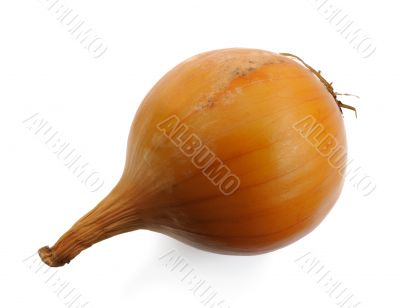 Onion, isolated