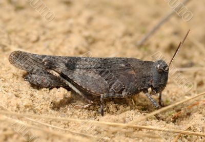 Grasshopper Oedipoda caerulescens