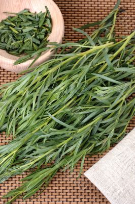 Tarragon (Artemisa dracunculus)